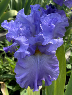 Ирис «Ол Эбаут Блу (All About Blue)»